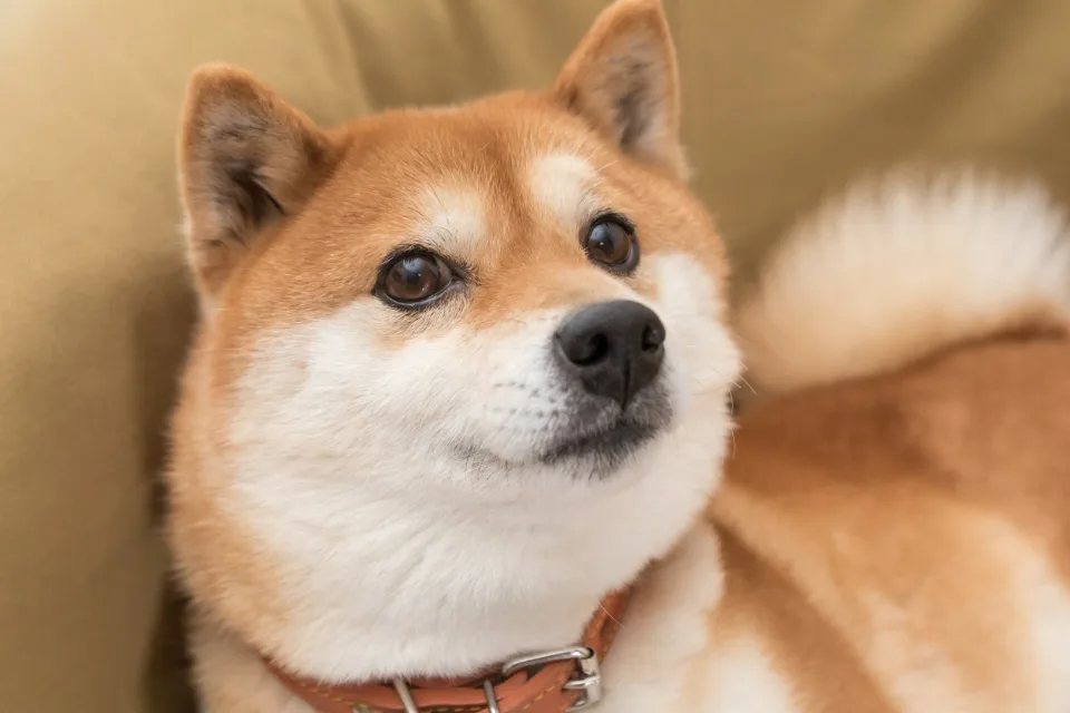 Better Buy: Dogecoin Under $0.55 or Shiba Inu Under $0.00004?